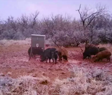 T B D Fm 600 Haskell TX 79521