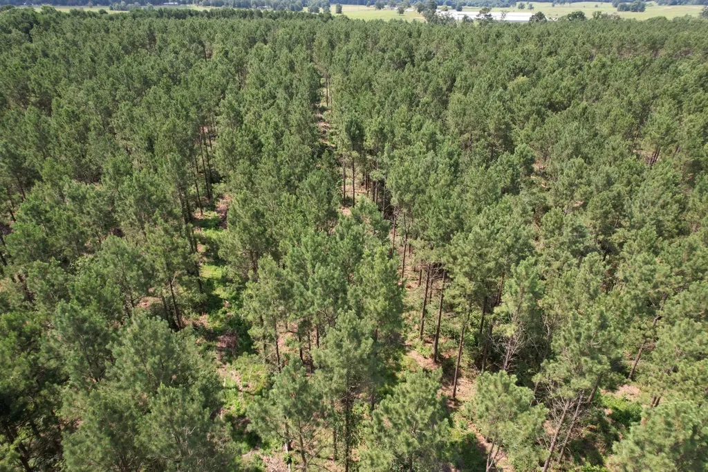 Tbd County Road 3706 Tenaha TX 75974