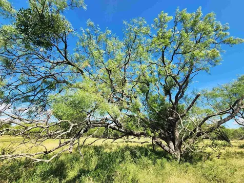 290 Cr 409 Cherokee TX 76832