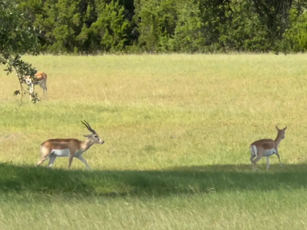 Lot 160 Brumley View Court Marble Falls TX 78654