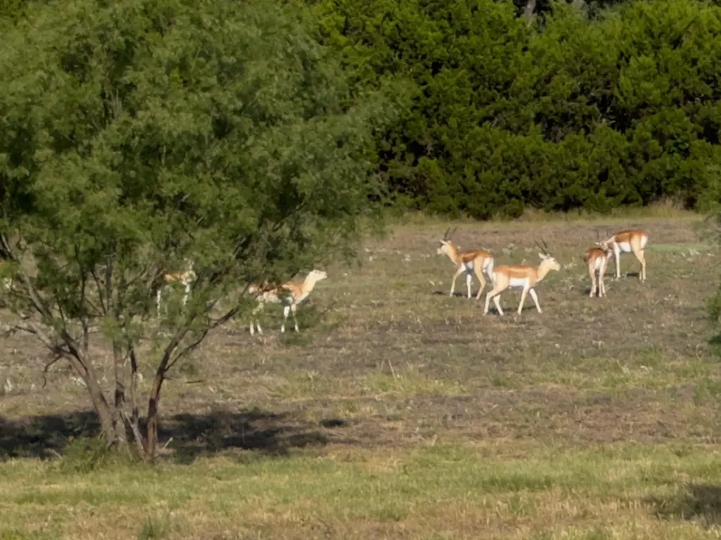 Lot 160 Brumley View Court Marble Falls TX 78654