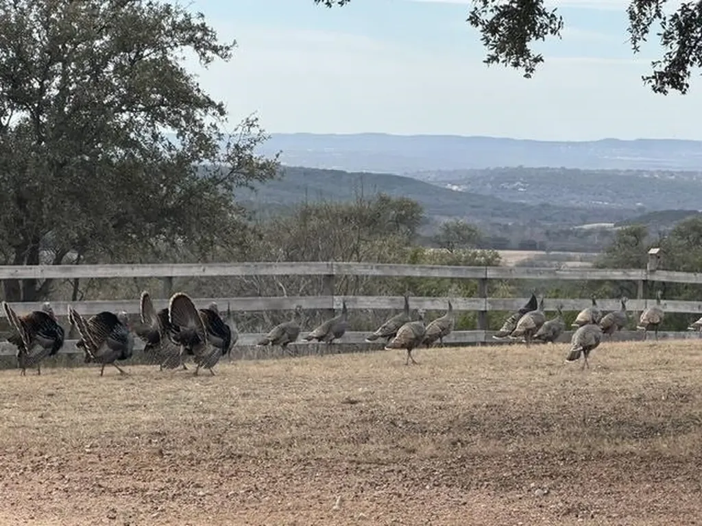 1300 Sycamore Falls Way Marble Falls TX 78654