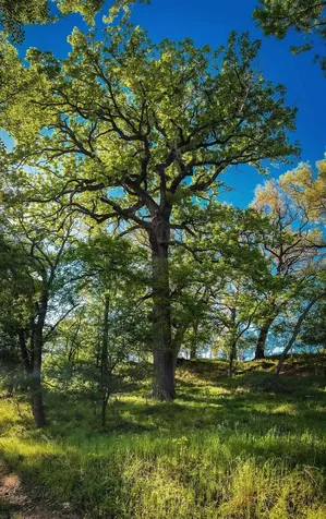 1300 Cr 146 San Saba TX 76877