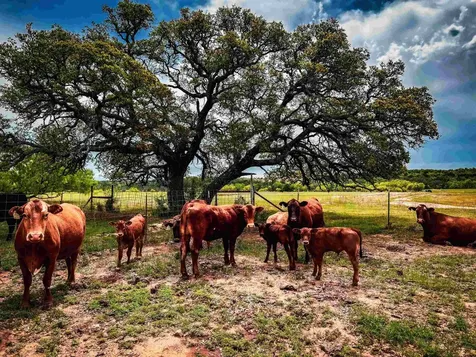 1300 Cr 146 San Saba TX 76877