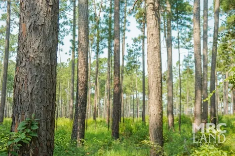 00 Forest Service Road 511 Grapeland TX 75844
