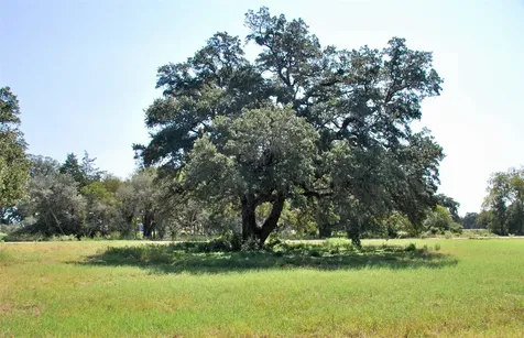 Lot 4 Harvell Lane Schulenburg TX 78956