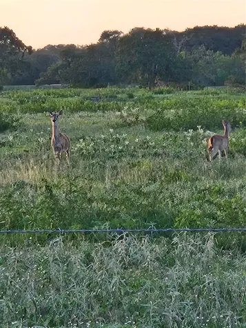 6104 Lucas Road Goliad TX 77963