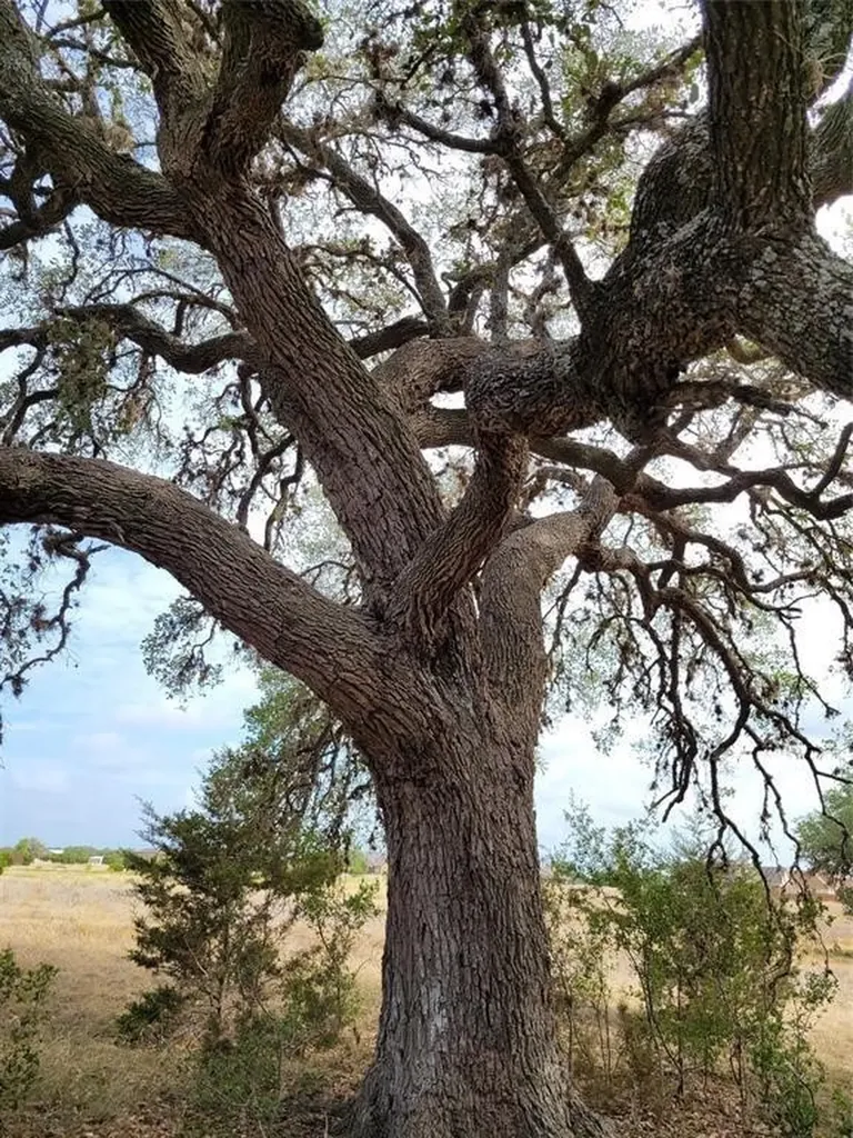 530 Buckskin Trail Bandera TX 78003