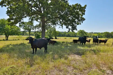 Tract #10 Cr 305 Road Navasota TX 77868