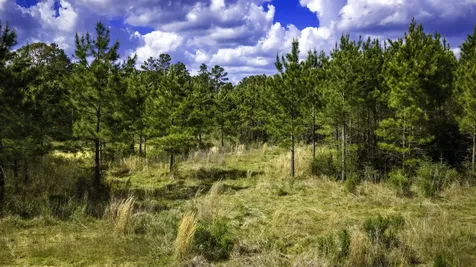 0 Jimbo Nettles Road Livingston TX 77351