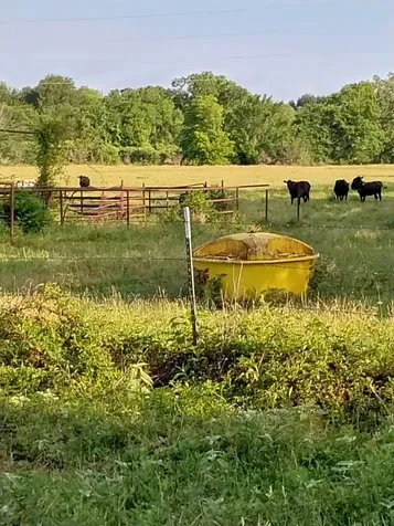 Tbd Fm 857 Road Grand Saline TX 75140