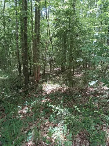 3646 Upper Leggett Road Livingston TX 77351