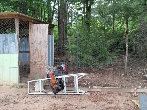 3646 Upper Leggett Road Livingston TX 77351