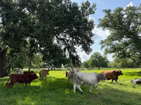 0 County Road 153 Sims Ave Road Cedar Lane TX 77415