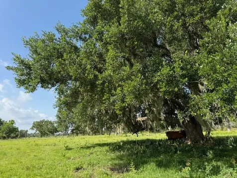 0 County Road 153 Sims Ave Road Cedar Lane TX 77415