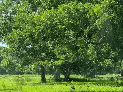 0 County Road 153 Sims Ave Road Cedar Lane TX 77415