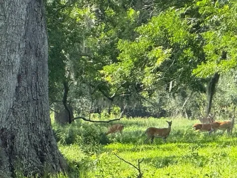 0 County Road 153 Sims Ave Road Cedar Lane TX 77415