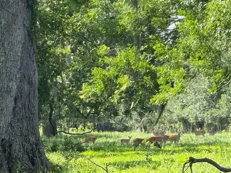 0 County Road 153 Sims Ave Road Cedar Lane TX 77415