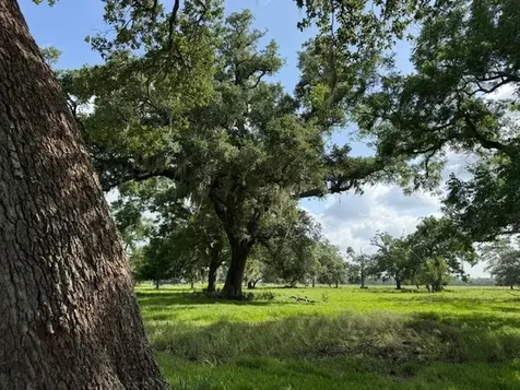 0 County Road 153 Sims Ave Road Cedar Lane TX 77415