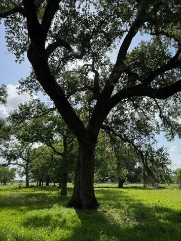 0 County Road 153 Sims Ave Road Cedar Lane TX 77415