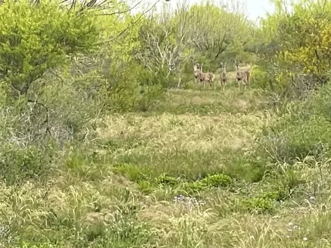 Lot 4 Pr Frio Estates Drive Moore TX 78057