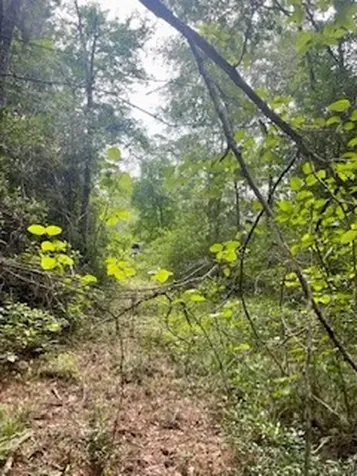Lot 8 Block 22 Lonestar Road Huntsville TX 77340