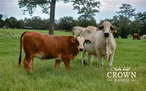 Tbd Fm 908 - 1057 Acres Caldwell TX 77836