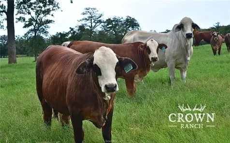 Tbd Fm 908 - 1057 Acres Caldwell TX 77836