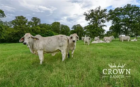 Tbd Fm 908 - 1057 Acres Caldwell TX 77836
