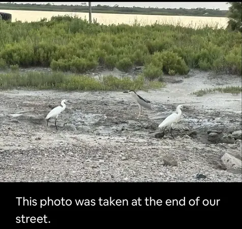 1337 Trinidad Lane Port Bolivar TX 77650