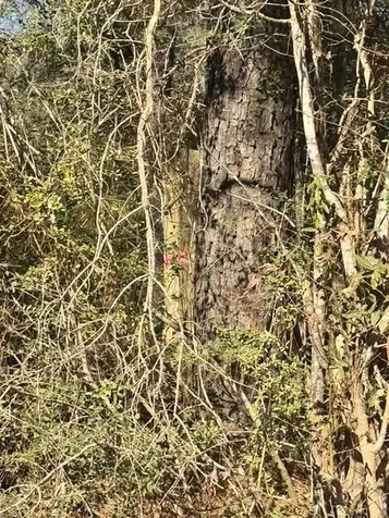 Tbd Lee Turner Road Cleveland TX 77328