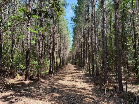 0 Sunflower Road Livingston TX 77351