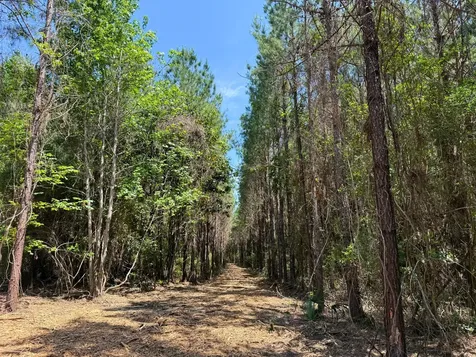 0 Sunflower Road Livingston TX 77351