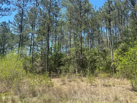 Lot 39 Carter Ranch Road Kountze TX 77625