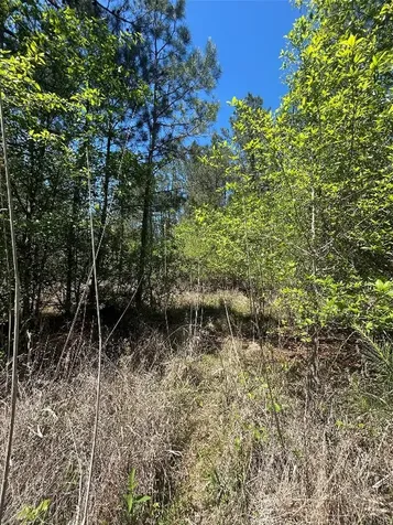 Lot 39 Carter Ranch Road Kountze TX 77625