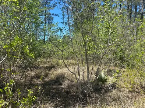 Lot 39 Carter Ranch Road Kountze TX 77625