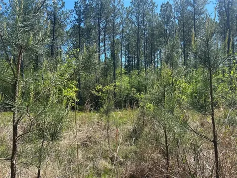 Lot 39 Carter Ranch Road Kountze TX 77625