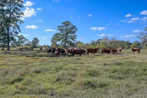 125 Acres Spring Branch Road Montgomery TX 77316