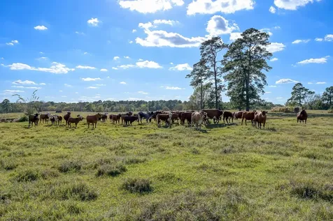 125 Acres Spring Branch Road Montgomery TX 77316