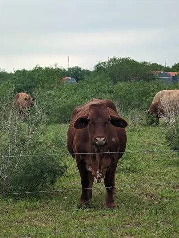 Lot 18 Cr 430 Premont TX 78375