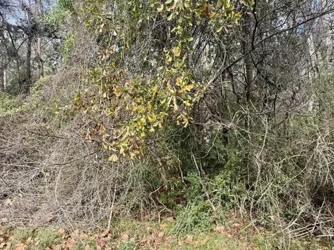 Tbd Fm 92 Woodville TX 75979