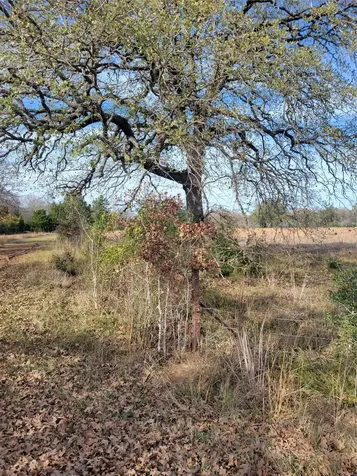 #2 Navarro Lane Grapeland TX 75855