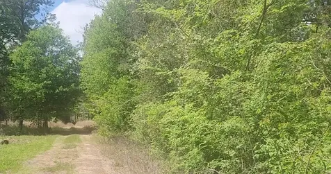 Lot 5 Tupelo Lane Plantersville TX 77363