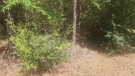 Lot 5 Tupelo Lane Plantersville TX 77363
