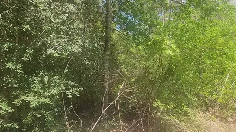 Lot 5 Tupelo Lane Plantersville TX 77363