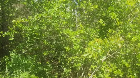 Lot 5 Tupelo Lane Plantersville TX 77363