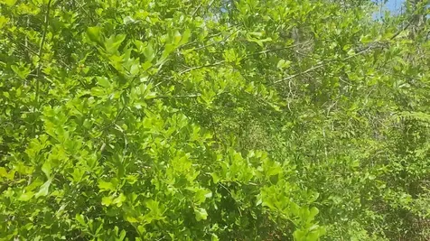 Lot 5 Tupelo Lane Plantersville TX 77363