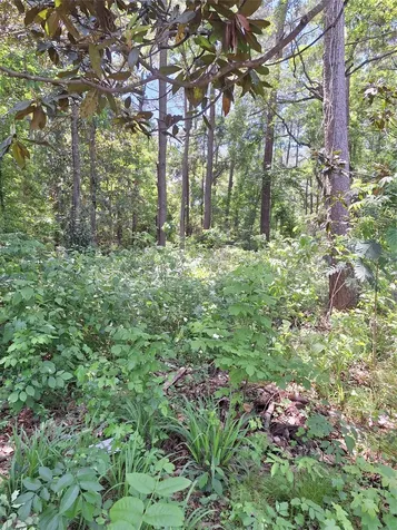 0 Woodland Lakes Drive Shepherd TX 77371