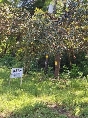 0 Woodland Lakes Drive Shepherd TX 77371