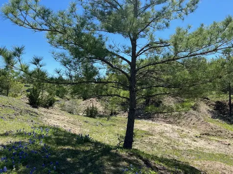 R13945 A0049j Peterson Tract 50 Acres Anderson TX 77830